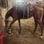 Thoroughbred Gelding 4 thumbnail