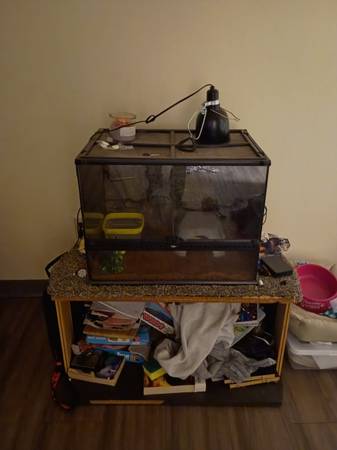 Banana ball python male 1