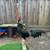 1/2 Atkinson Asil 1/2 Scott Valley Asil 5 thumbnail