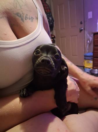 Chihuahua weiner dog 1