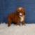 Cavapoos 15 thumbnail