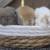 Holland Lop Baby Rabbits 4 thumbnail