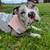 Pit bulley 4 thumbnail