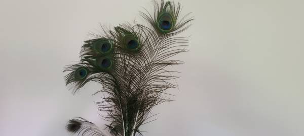 Naturally shed peacock feathers 1