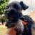 Mini Schnauzer boy 2 thumbnail