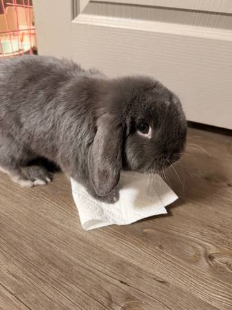 Silver holland lop 1