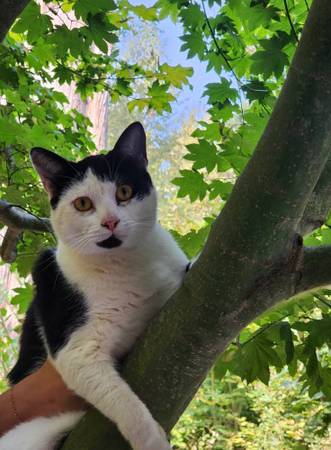 Gato perdido o robado de pelo corto negro y blanco (Suquamish)64141788861826122