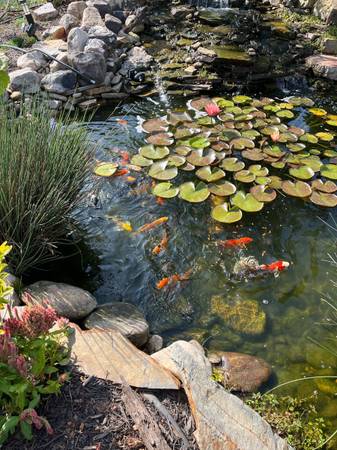 Free Pond Fish (Goldfish & Brown Carp Hybrids) – NOT KOI (Charlotte)63927795206146121