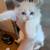 Ragdoll kittens for adoption no deposits needed/ local pick up 1 thumbnail