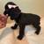 Cocker spaniels 10 thumbnail