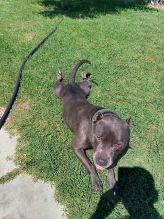 Family-friendly Pitbull 1