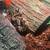 Normal ball python 2 thumbnail
