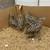 codornizes , Quails Japanese, coturnix 5 thumbnail
