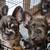 French Bull Dog PUPPY'S 5 thumbnail