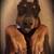 $1200 SPECIAL BOARD AND TRAIN DOG OBEDIENCE###  OFF LEASH ! 3 thumbnail