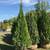 5-6' Green Giant Arborvitae Privacy Hedge Free Install & Delivery 3 thumbnail