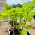 Brugmansia / Angel’s Trumpet plants 6 thumbnail