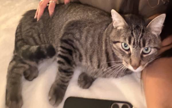 LOST CAT - Bean, grey tabby, broken tail tip 1