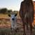 Zeus! (White Dexter/Jersey Bull Calf) 4 thumbnail