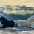 Rehoming my dogs 2 thumbnail