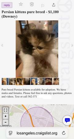 BEWARE !! Persian kittens 1
