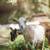 Purebred Nigerian Dwarf Goats (Doelings) 1 thumbnail