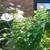 Rose of Sharon Hibiscus Live Shrub Azurri Blue Satin 3 ft Starter tree 11 thumbnail