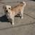 Loving Dogs Looking for New Homes – Friendly & Healthy 9 thumbnail