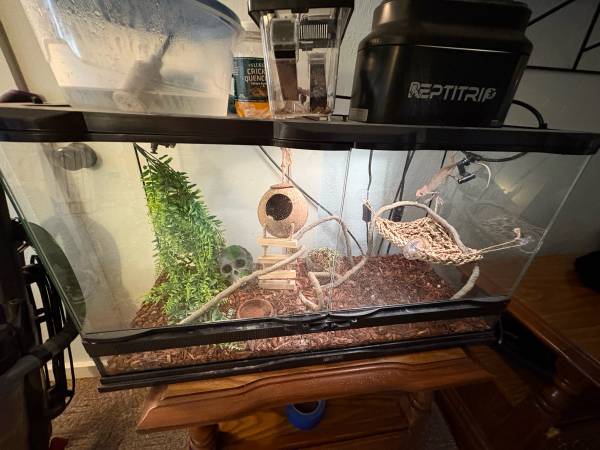 Chameleon (Wichita Falls)63852007238785124