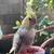 COCKATIEL 3 thumbnail
