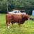 Registered Beefmaster Bull 4 thumbnail