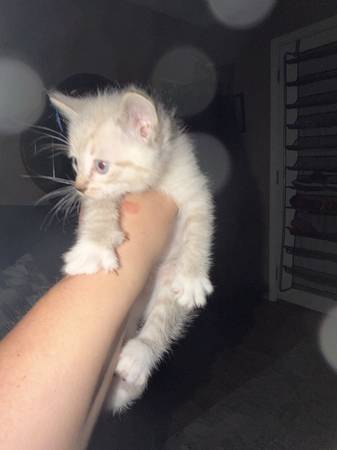 Gatitos de 7 semanas530229760298199043