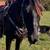 Black Gaited Gelding 8 YEAR OLD ❤️ Solid Trail Horse. 21 thumbnail