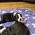 Boston terrier pups 2 thumbnail