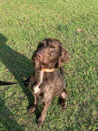 Labradoodle marrón (Selma)63980446243330123