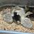 Sebastopol Goslings (Geese Babies) 2M/3F 15 thumbnail