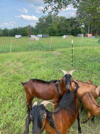Goats 1