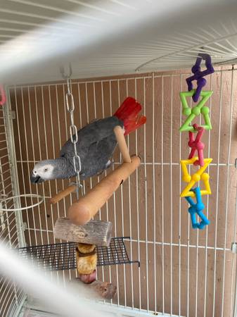 African grey 1
