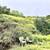 5Acres Mulholland and 405 fwy top of SM mountains 8 thumbnail