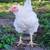 Ross 308 cornish broilers 1 thumbnail