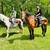 Beginner Safe, Bombproof Clydesdale Horse for Sale 20 thumbnail