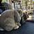 Rabbits 1 thumbnail