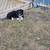 Aussie pups 5 thumbnail