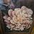 Home Accent Large Floral Print Gold Frame Picture 5 thumbnail