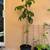 Assorted Potted Tropical Fruit Trees 6 thumbnail