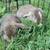 RABBIT HERD REDUCTION 2 thumbnail