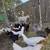 Chickens 5 thumbnail