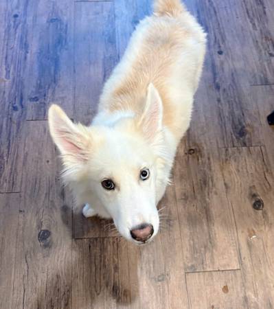 Cachorro Husky/Lab (Jacksonville)63925384940802120