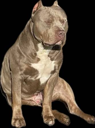Bully macho UKC Xl (LAKEWOOD)63697527241985120