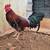 Gamefowl game chickens 4 thumbnail